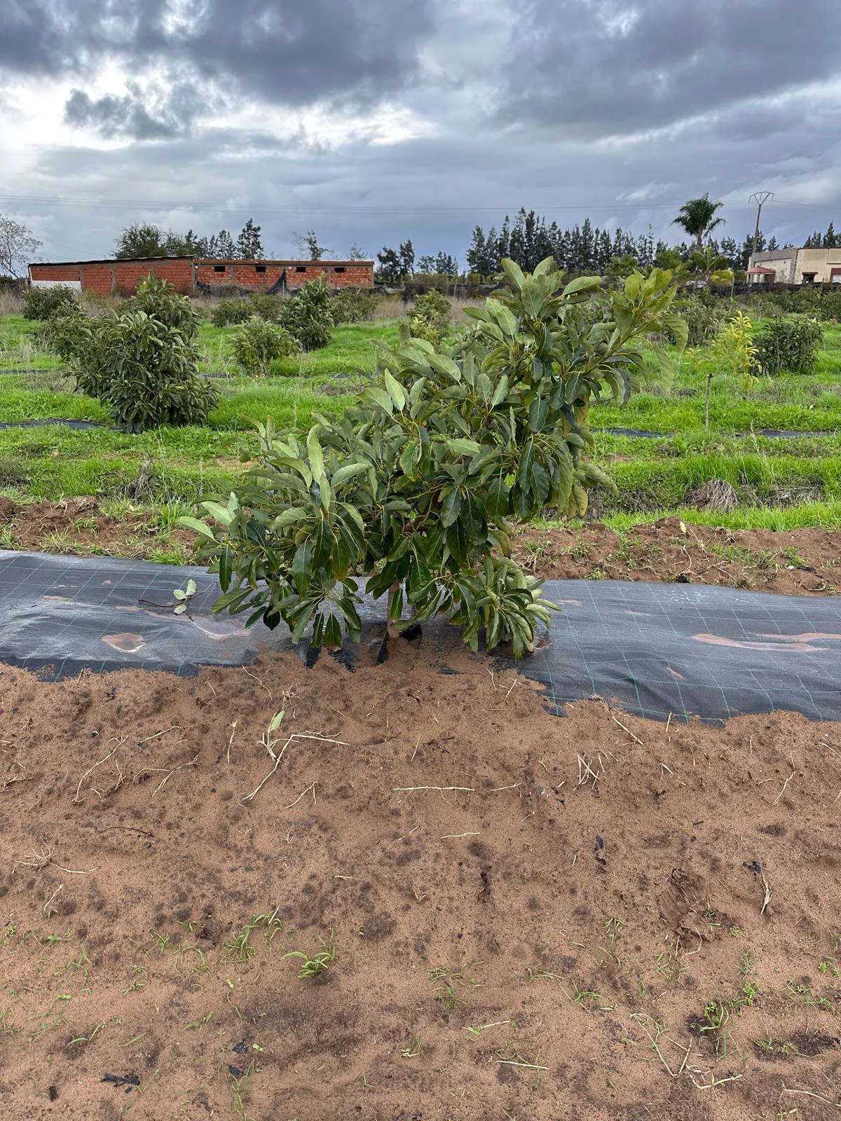 WhatsApp-Image-2026-04-16-at-11.53.291